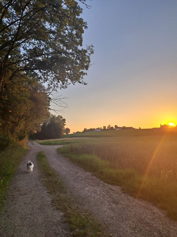 Feldweg im Abendlicht